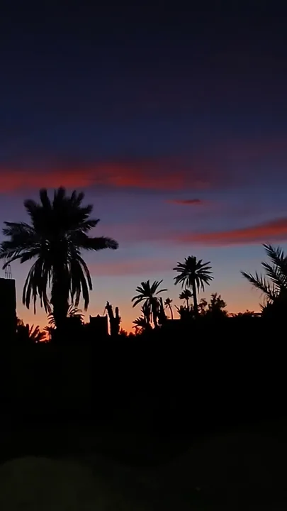 Sunset experience in the palm grove